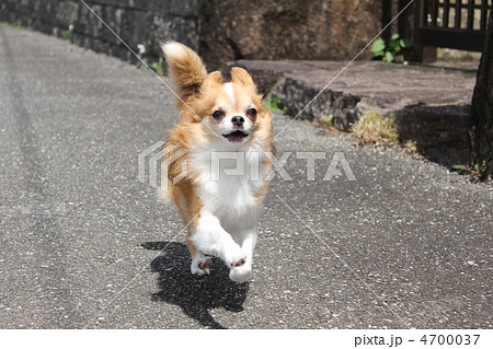 全力疾走 走る チワワ 犬の写真素材