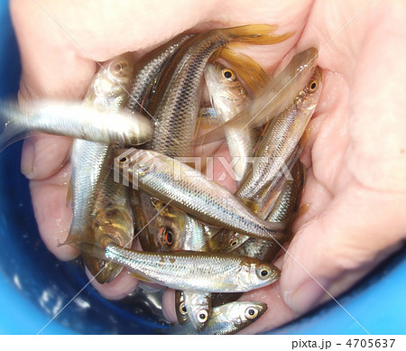 ハヤ 魚類 幼魚の写真素材