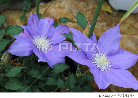 鉄線花の写真素材