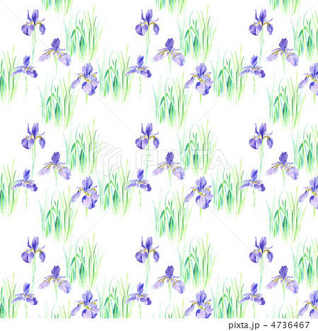 菖蒲 花 ５月 イラストのイラスト素材