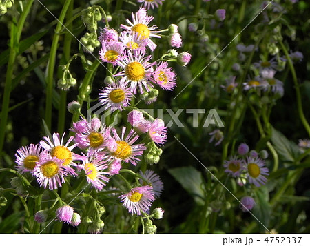 ハルシオン 花の写真素材