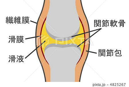 膝関節 ひざ 関節 膝のイラスト素材