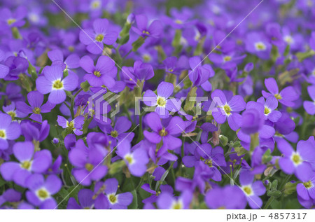 花 ムラサキナズナ 紫ナズナ 植物の写真素材