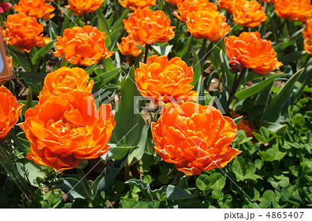 花 オレンジ チューリップ オレンジプリンセスの写真素材