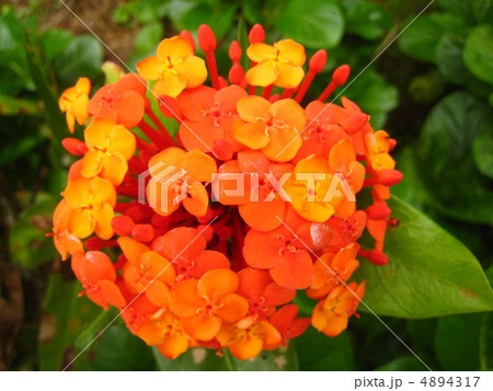 ✨✨✨サンダンカ【涼盆栽◎美らさん】検/花物/三段花 サンダンカ 三段花の写真素材 - PIXTA