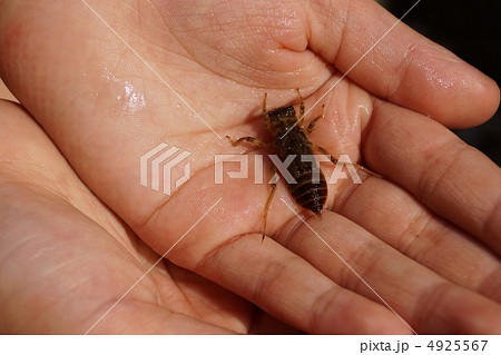 やご ヤゴ 幼虫の写真素材