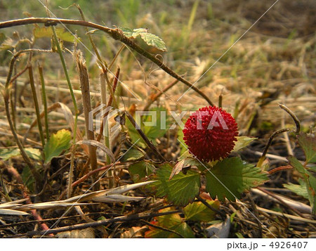 野いちご ヘビイチゴ 蛇苺 へびいちごの写真素材