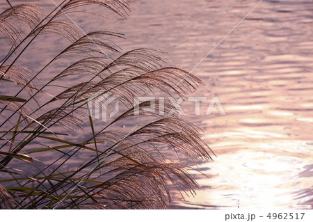 すすき 枯れ尾花 秋 夕暮れ 俳句の写真素材