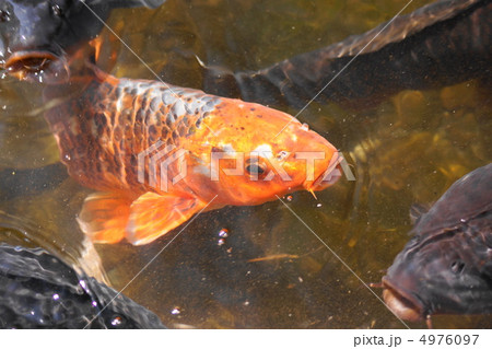 鯉 コイ 魚類 オレンジ色の写真素材 - PIXTA