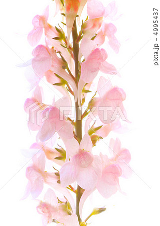 リナリア プルプレア リナリアプルプレア 花 リナリアの写真素材