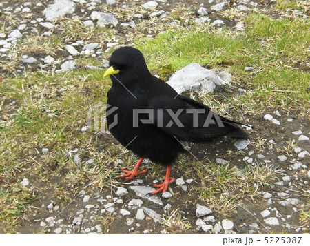 キバシガラス カラス 高山鳥 黄嘴烏の写真素材