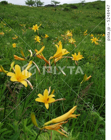 ユウスゲ ゼンテイカ カンゾウ キスゲの写真素材