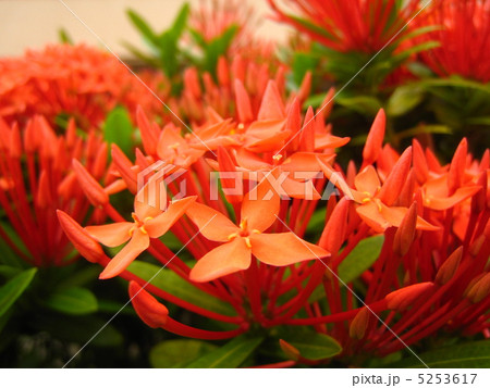 サンダンカ 三段花の写真素材 - PIXTA