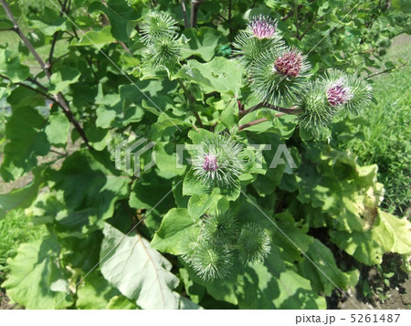 董 ゴボウ 花の写真素材