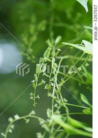 ヤマイモの雌花の実の写真素材