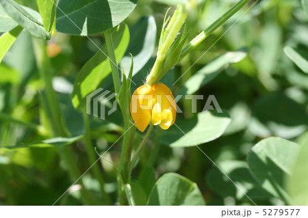 落花生 ラッカセイ 南京豆 落花生の花の写真素材