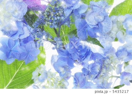 水中花〜紫陽花〜』油絵 （水中花〜ブナの木〜』油絵 | Art