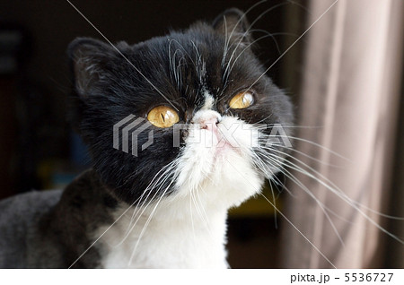 サマーカット ペルシャ 猫 白黒の写真素材