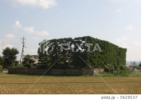 築地松の写真素材