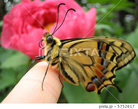 昆虫 アゲハ蝶 顔 アップの写真素材