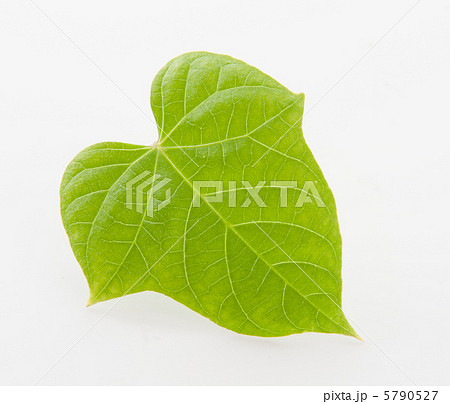葉っぱ 葉 あさがお アサガオの写真素材 Pixta