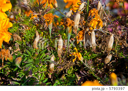 マリーゴールド 種 枯れるの写真素材