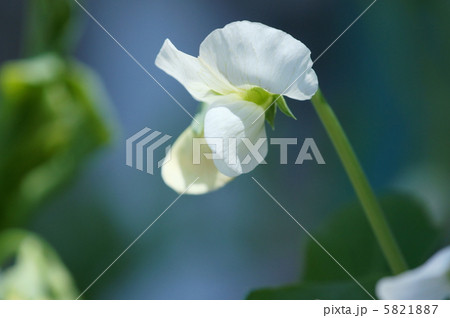 サヤエンドウの花 白い花 野菜 つるの写真素材