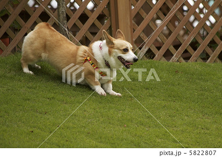 犬 伸び コーギー 芝生の写真素材