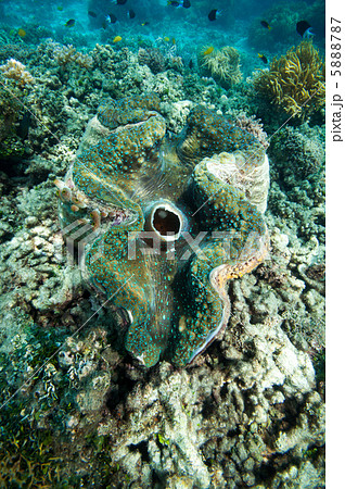 大シャコガイの写真素材 - PIXTA