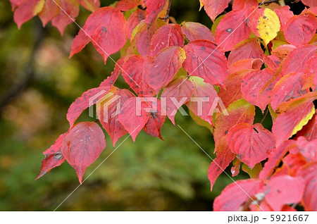 紅葉 ヤマボウシ 山法師 山帽子の写真素材