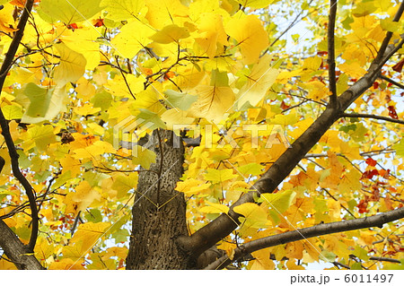 プラタナス 葉 紅葉 ボケの写真素材