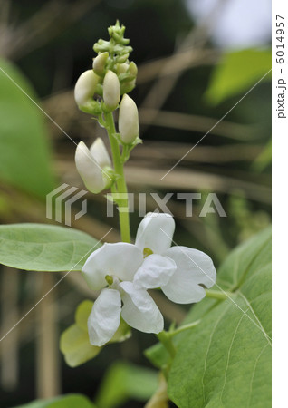 モロッコインゲンの花の写真素材