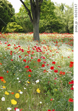 アマポーラ 花の写真素材