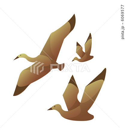 雁 イラスト 鳥の写真素材