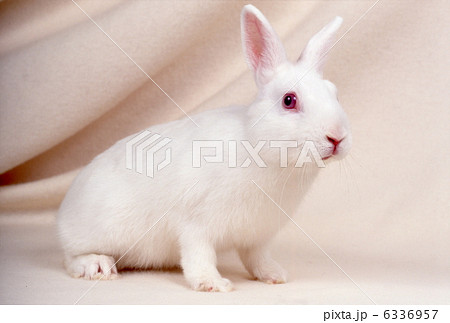 卯 白兎 ウサギ 小動物の写真素材 - PIXTA