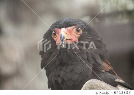 ダルマワシ雄成鳥の剥製 ダルマワシ雄成鳥の剥製