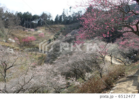 吉野梅郷 秩父多摩甲斐国立公園 青梅市梅の公園の写真素材 - PIXTA