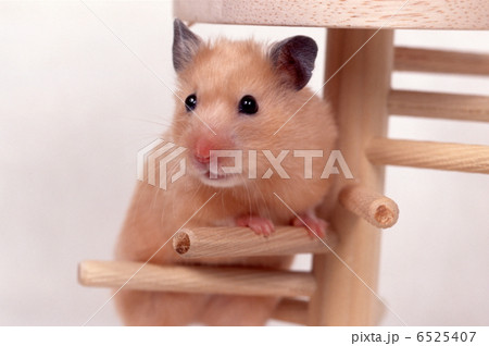 動物 ハムスター 雑貨 ネズミ 鼠 キンクマ 屋内 かわいいの写真素材