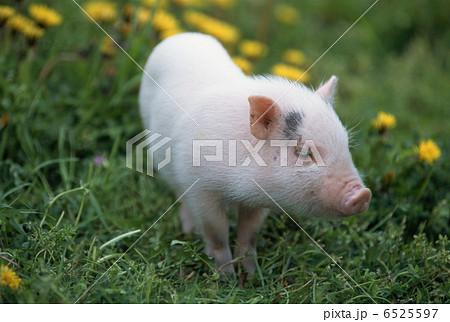ミニブタの写真素材