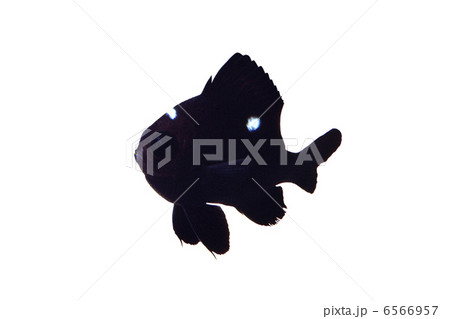 雀鯛 白黒 熱帯魚の写真素材