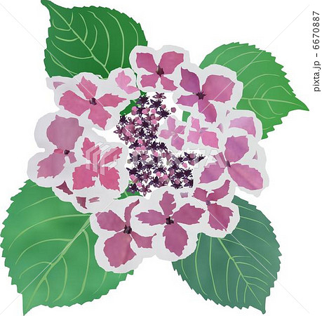 ６月の花 はがき絵の写真素材