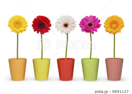 花 鉢植え ガーベラ 植木鉢の写真素材