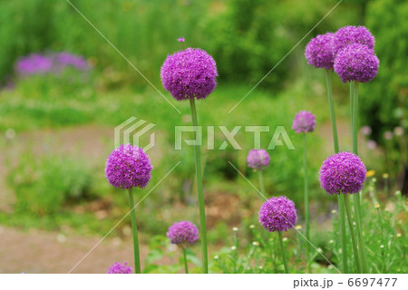 お花 アリューム 花 フラワーの写真素材