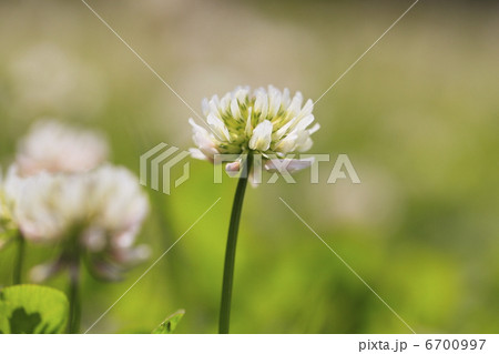 白詰め草 花 外来種 レンゲソウの写真素材