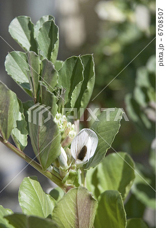 そら豆 ソラマメ そら豆の花 白い花の写真素材