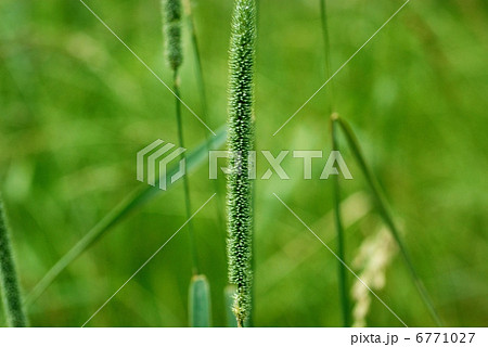 おおあわがえり 花粉症の写真素材