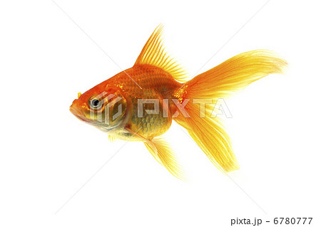金魚 赤 魚類 横の写真素材