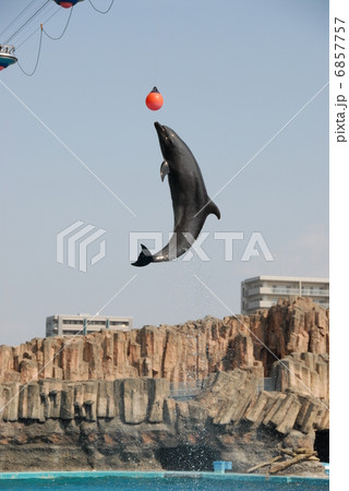 イルカ ショー ジャンプ ボールの写真素材