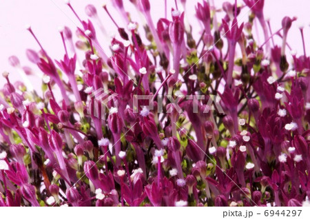 ユウギリソウ 切り花用の写真素材