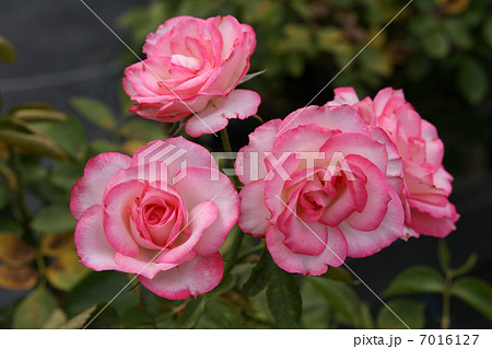 イブピアッチェの写真素材